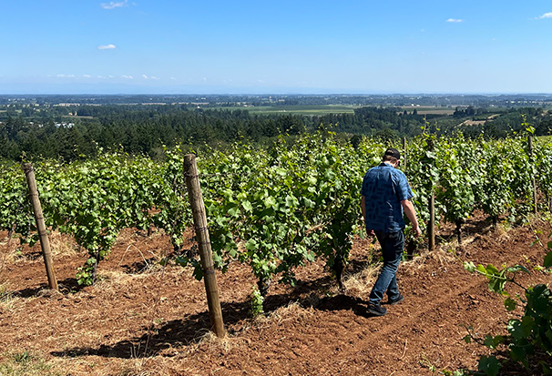 Man walking through the vineyard inspecting fruit for harvest